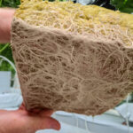 گروبگ های آماده راک وول(rockwool) رشد ریشه در راک وول