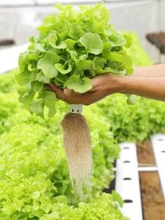 راهنمای کامل کشت نشا در پشم سنگ هیدروپونیک