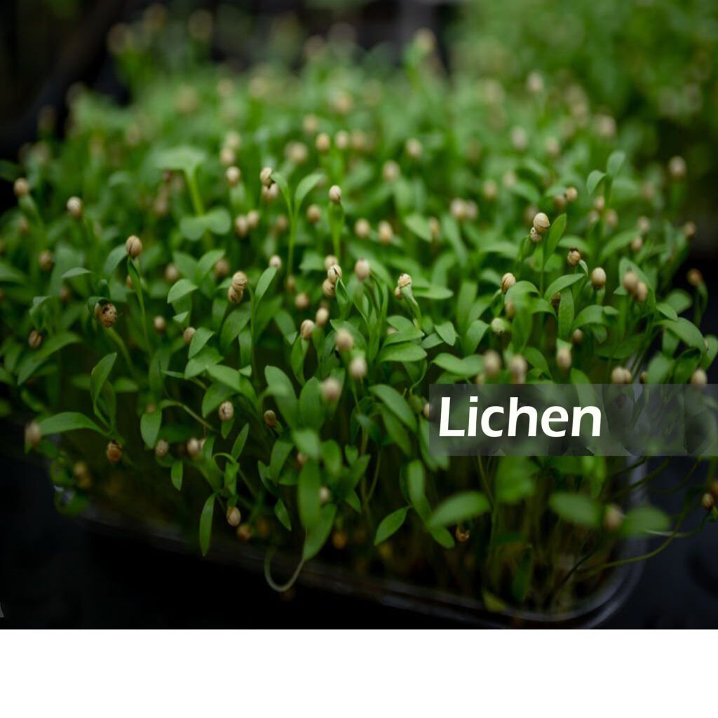 Comprehensive Guide to Growing Microgreens lichen