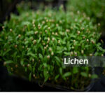 Comprehensive Guide to Growing Microgreens lichen