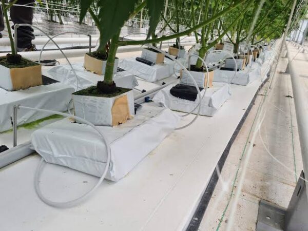 mini-slab-rockwool-hydroponic