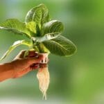 برنامه غذایی برج‌های هیدروپونیک در بستر پشم سنگ (راک‌وول)